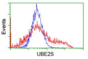 UBE2S / E2 EPF Antibody - HEK293T cells transfected with either overexpress plasmid (Red) or empty vector control plasmid (Blue) were immunostained by anti-UBE2S antibody, and then analyzed by flow cytometry.
