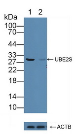 UBE2S / E2 EPF Antibody - Knockout Varification: Lane 1: Wild-type 293T cell lysate; Lane 2: UBE2S knockout 293T cell lysate; Predicted MW: 24kd Observed MW: 30kd Primary Ab: 1µg/ml Rabbit Anti-Human UBE2S Antibody Second Ab: 0.2µg/mL HRP-Linked Caprine Anti-Rabbit IgG Polyclonal Antibody