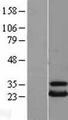 UBE2T / HSPC150 Protein - Western validation with an anti-DDK antibody * L: Control HEK293 lysate R: Over-expression lysate