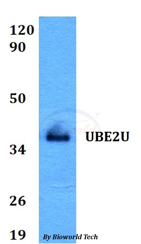 UBE2U Antibody - Western blot of UBE2U antibody at 1:500 dilution. Lane 1: HEK293T whole cell lysate.