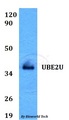 UBE2U Antibody - Western blot of UBE2U antibody at 1:500 dilution. Lane 1: HEK293T whole cell lysate.