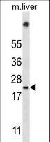 UBE2W Antibody - UBE2W Antibody western blot of mouse liver tissue lysates (35 ug/lane). The UBE2W antibody detected the UBE2W protein (arrow).