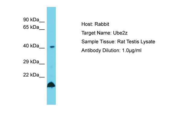 UBE2Z / USE1 Antibody -  This image was taken for the unconjugated form of this product. Other forms have not been tested.