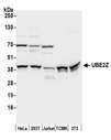 UBE2Z / USE1 Antibody - Detection of human and mouse UBE2Z by western blot. Samples: Whole cell lysate (50 µg) from HeLa, HEK293T, Jurkat, mouse TCMK-1, and mouse NIH 3T3 cells prepared using NETN lysis buffer. Antibody: Affinity purified rabbit anti-UBE2Z antibody used for WB at 0.4 µg/ml. Detection: Chemiluminescence with an exposure time of 10 seconds.