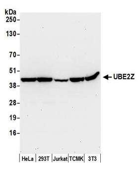 UBE2Z / USE1 Antibody - Detection of human and mouse UBE2Z by western blot. Samples: Whole cell lysate (50 µg) from HeLa, HEK293T, Jurkat, mouse TCMK-1, and mouse NIH 3T3 cells prepared using NETN lysis buffer. Antibody: Affinity purified rabbit anti-UBE2Z antibody used for WB at 0.4 µg/ml. Detection: Chemiluminescence with an exposure time of 30 seconds.