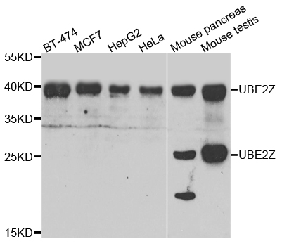 UBE2Z / USE1 Antibody - Western blot analysis of extracts of various cells.