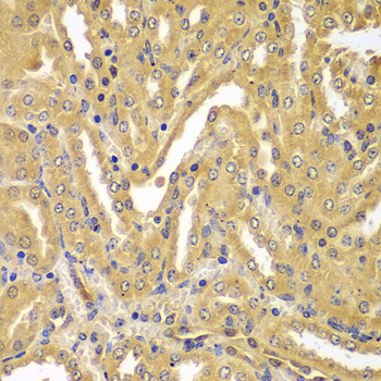 UBE2Z / USE1 Antibody - Immunohistochemistry of paraffin-embedded mouse kidney tissue.