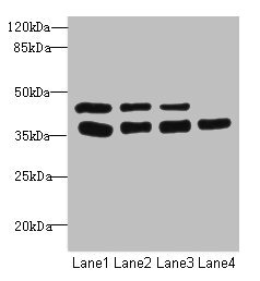 UBE2Z / USE1 Antibody - Western blot All Lanes: UBE2Z antibody at 3.37ug/ml Lane 1: MCF7 whole cell lysate Lane 2: HepG-2 whole cell lysate Lane 3: Hela whole cell lysate Lane 4: Mouse gonadal tissue Secondary Goat polyclonal to Rabbit IgG at 1/10000 dilution Predicted band size: 39,29 kDa Observed band size: 38 kDa
