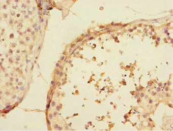 UBE2Z / USE1 Antibody - Immunohistochemistry of paraffin-embedded human testis tissue at dilution 1:100