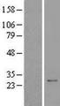 UBE2Z / USE1 Protein - Western validation with an anti-DDK antibody * L: Control HEK293 lysate R: Over-expression lysate