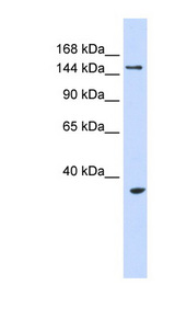 UBE3B Antibody - UBE3B antibody Western blot of 293T cell lysate. This image was taken for the unconjugated form of this product. Other forms have not been tested.