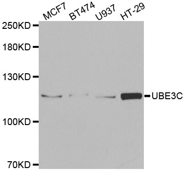 UBE3C Antibody - Western blot analysis of extracts of various cell lines.