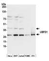 UBFD1 Antibody - Detection of human and mouse UBFD1 by western blot. Samples: Whole cell lysate (50 µg) from HeLa, HEK293T, Jurkat, mouse TCMK-1, and mouse NIH 3T3 cells prepared using NETN lysis buffer. Antibody: Affinity purified rabbit anti-UBFD1 antibody used for WB at 0.1 µg/ml. Detection: Chemiluminescence with an exposure time of 30 seconds.
