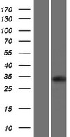 UBFD1 Protein - Western validation with an anti-DDK antibody * L: Control HEK293 lysate R: Over-expression lysate