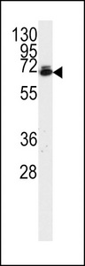 Ubiquilin 2 / UBQLN2 Antibody - The anti-Dsk2 antibody is used in Western blot to detect Dsk2 in HeLa cell lysate.