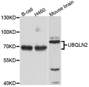 Ubiquilin 2 / UBQLN2 Antibody - Western blot analysis of extract of various cells.