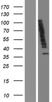 Ubiquilin 2 / UBQLN2 Protein - Western validation with an anti-DDK antibody * L: Control HEK293 lysate R: Over-expression lysate
