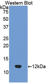 Ubiquitin Antibody - Western blot of Ubiquitin antibody.