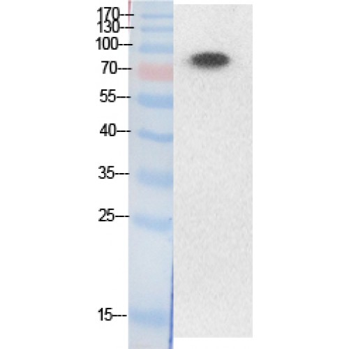 Ubiquitin Antibody - Western blot of Acetyl-Ub (K33) antibody