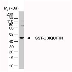 Ubiquitin Antibody - GST-ubiquitin detected with Mouse anti-Ubiquitin (MOUSE ANTI UBIQUITIN).