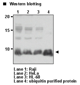 Ubiquitin Antibody