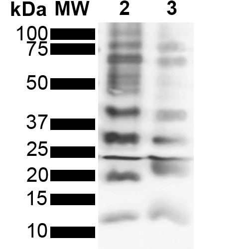 Ubiquitin Antibody - Western Blot analysis of Purified poly-ubiquitin chains showing detection of Multiple Ubiquitin protein using Rabbit Anti-Ubiquitin Monoclonal Antibody, Clone FK2. Lane 1: Molecular Weight Ladder (MW). Lane 2: K63 Poly Ubiquitin. Lane 3: K48 Poly Ubiquitin. Load: 2 µg. Block: 5% Skim Milk powder in TBST. Primary Antibody: Rabbit Anti-Ubiquitin Monoclonal Antibody  at 1:1000 for 2 hours at RT. Secondary Antibody: Goat Anti-Rabbit IgG:HRP at 1:4000 for 1 hour at RT. Color Development: ECL solution for 5 min in RT. Predicted/Observed Size: Multiple.