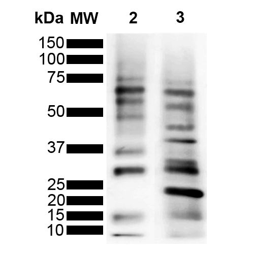 Ubiquitin Antibody - Western Blot analysis of Purified poly-ubiquitin chains showing detection of Multiple Ubiquitin protein using Mouse Anti-Ubiquitin Monoclonal Antibody, Clone MGL3R. Lane 1: Molecular Weight Ladder (MW). Lane 2: K63 Poly Ubiquitin. Lane 3: K48 Poly Ubiquitin. Load: 2 µg. Block: 5% Skim Milk powder in TBST. Primary Antibody: Mouse Anti-Ubiquitin Monoclonal Antibody  at 1:1000 for 2 hours at RT. Secondary Antibody: Goat Anti-Mouse IgG:HRP at 1:4000 for 1 hour at RT. Color Development: ECL solution for 5 min in RT. Predicted/Observed Size: Multiple.