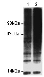 Ubiquitin Antibody - 293T cells were treated with vehicle (1) or proteosome inhibitor (2) for 4 hours. Lysates were then immunoblotted with antibody anti-ubiquitin monoclonal antibody at 2 ug/ml and revealed with anti-mouse HRP.