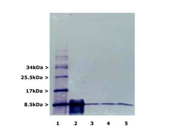 Ubiquitin Antibody - Immunoblotting of MCA-Ubi-1 on (lane 1) poly-ubiquitin (lys63 linked), (lane 2) pure ubiquitin and lanes 3-5 crude homogenates of adult rat cortex, cerebellum and brain stem.