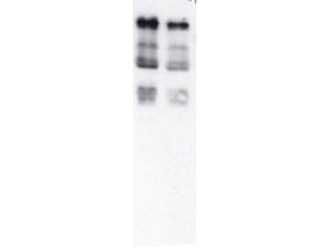 Ubiquitin Antibody - Anti-Ubiquitin Antibody - Western Blot. Anti-Ubiquitin antibody, generated by immunization with Ubiquitin coupled to Rabbit IgG, was tested by western blot against total cell extract from yeast. Dilution of the antibody between 1:200 and 1:1000 showed strong reactivity with Ubiquitinated proteins. In this blot the antibody was used at a 1:500 dilution incubated overnight at 4° C in 5% non-fat dry milk in TTBS. Detection occurred using a 1:2000 dilution of HRP-labeled Donkey anti-Rabbit IgG (code # LS-C60943) for 1 hour at room temperature. A chemi-luminescence system was used for signal detection (Roche). Other detection systems will yield similar results.