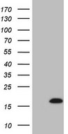 UBL3 Antibody - HEK293T cells were transfected with the pCMV6-ENTRY control (Left lane) or pCMV6-ENTRY UBL3 (Right lane) cDNA for 48 hrs and lysed. Equivalent amounts of cell lysates (5 ug per lane) were separated by SDS-PAGE and immunoblotted with anti-UBL3 (1:2000).