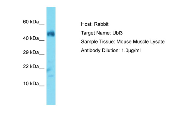 UBL3 Antibody -  This image was taken for the unconjugated form of this product. Other forms have not been tested.