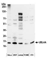 UBL4A Antibody - Detection of human and mouse UBL4A by western blot. Samples: Whole cell lysate (10 µg) from HeLa, HEK293T, Jurkat, mouse TCMK-1, and mouse NIH 3T3 cells prepared using NETN lysis buffer. Antibody: Affinity purified rabbit anti-UBL4A antibody used for WB at 0.4 µg/ml. Detection: Chemiluminescence with an exposure time of 30 seconds.
