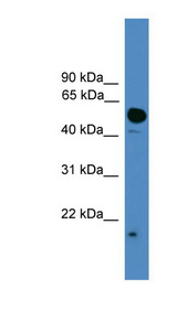 UBL4A Antibody - UBL4A antibody Western blot of HepG2 cell lysate. This image was taken for the unconjugated form of this product. Other forms have not been tested.