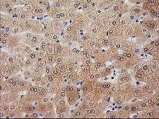 UBL4A Antibody - IHC of paraffin-embedded Human liver tissue using anti-UBL4A mouse monoclonal antibody.