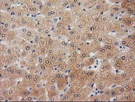 UBL4A Antibody - IHC of paraffin-embedded Human liver tissue using anti-UBL4A mouse monoclonal antibody.