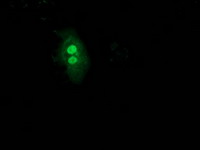 UBL4A Antibody - Anti-UBL4A mouse monoclonal antibody immunofluorescent staining of COS7 cells transiently transfected by pCMV6-ENTRY UBL4A.