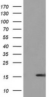UBL4A Antibody - HEK293T cells were transfected with the pCMV6-ENTRY control (Left lane) or pCMV6-ENTRY UBL4A (Right lane) cDNA for 48 hrs and lysed. Equivalent amounts of cell lysates (5 ug per lane) were separated by SDS-PAGE and immunoblotted with anti-UBL4A.