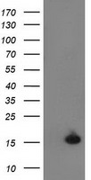UBL4A Antibody - HEK293T cells were transfected with the pCMV6-ENTRY control (Left lane) or pCMV6-ENTRY UBL4A (Right lane) cDNA for 48 hrs and lysed. Equivalent amounts of cell lysates (5 ug per lane) were separated by SDS-PAGE and immunoblotted with anti-UBL4A.