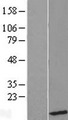 UBL5 Protein - Western validation with an anti-DDK antibody * L: Control HEK293 lysate R: Over-expression lysate