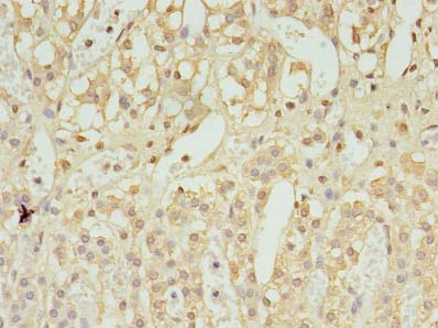 UBL7 Antibody - Immunohistochemistry of paraffin-embedded human adrenal gland tissue using antibody at dilution of 1:100.