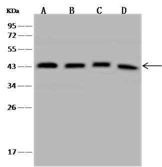 UBLCP1 Antibody - Anti-UBLCP1 rabbit polyclonal antibody at 1:500 dilution. Lane A: 293T Whole Cell Lysate. Lane B: HeLa Whole Cell Lysate. Lane C: K562 Whole Cell Lysate. Lane D: U251MG Whole Cell Lysate. Lysates/proteins at 30 ug per lane. Secondary: Goat Anti-Rabbit IgG (H+L)/HRP at 1/10000 dilution. Developed using the ECL technique. Performed under reducing conditions. Predicted band size: 37 kDa. Observed band size: 43 kDa.