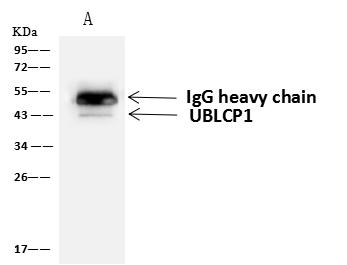 UBLCP1 Antibody - UBLCP1 was immunoprecipitated using: Lane A: 0.5 mg 293T Whole Cell Lysate. 4 uL anti-UBLCP1 rabbit polyclonal antibody and 60 ug of Immunomagnetic beads Protein A/G. Primary antibody: Anti-UBLCP1 rabbit polyclonal antibody, at 1:100 dilution. Secondary antibody: Goat Anti-Rabbit IgG (H+L)/HRP at 1/10000 dilution. Developed using the ECL technique. Performed under reducing conditions. Predicted band size: 43 kDa. Observed band size: 43 kDa.