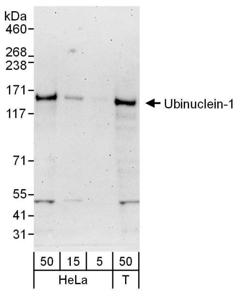 UBN1 / Ubinuclein 1 Antibody - Detection of Human Ubinuclein-1 by Western Blot. Samples: Whole cell lysate from HeLa (5, 15 and 50 ug for WB) and 293T (T; 50 ug) cells. Antibodies: Affinity purified rabbit anti-Ubinuclein-1 antibody used for WB at 0.1 ug/ml. Detection: Chemiluminescence with an exposure time of 3 minutes.