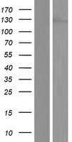 UBN1 / Ubinuclein 1 Protein - Western validation with an anti-DDK antibody * L: Control HEK293 lysate R: Over-expression lysate