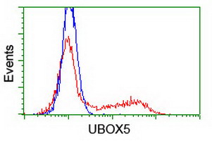 UBOX5 Antibody - HEK293T cells transfected with either overexpress plasmid (Red) or empty vector control plasmid (Blue) were immunostained by anti-UBOX5 antibody, and then analyzed by flow cytometry.