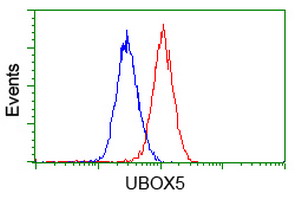 UBOX5 Antibody - Flow cytometry of HeLa cells, using anti-UBOX5 antibody (Red), compared to a nonspecific negative control antibody (Blue).