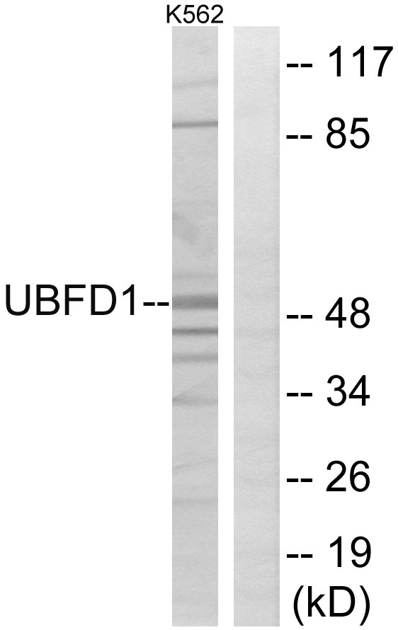 UBP1 Antibody - Western blot analysis of lysates from K562 cells, using UBFD1 Antibody. The lane on the right is blocked with the synthesized peptide.
