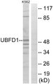 UBP1 Antibody - Western blot analysis of lysates from K562 cells, using UBFD1 Antibody. The lane on the right is blocked with the synthesized peptide.