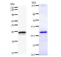 UBP1 Antibody - Left : Western blot analysis of immunized recombinant protein, using anti-UBP1 monoclonal antibody. Right : CBB staining of immunized recombinant protein.